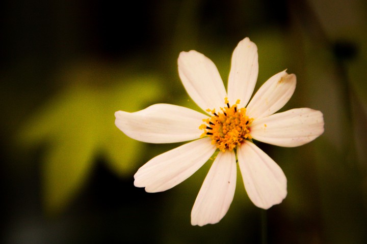 whitelove