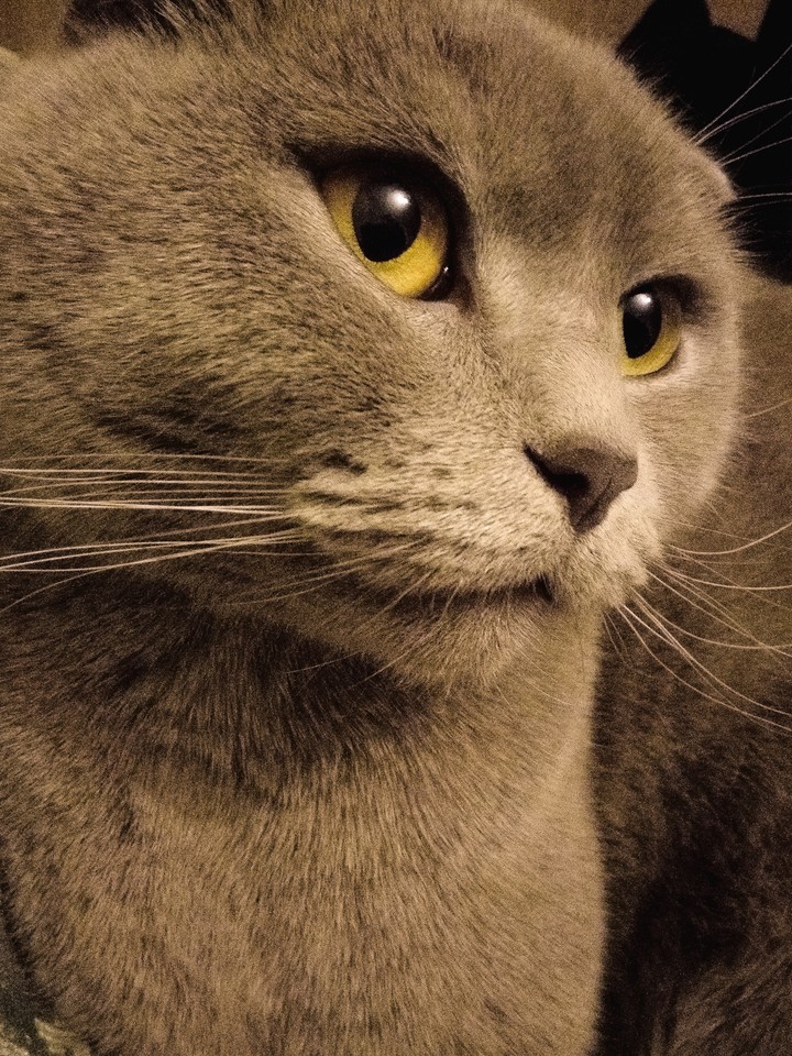 cats