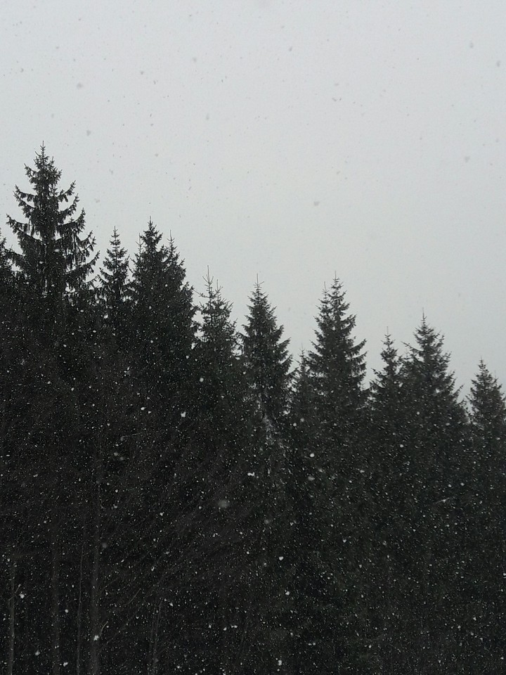 Trees under the snow