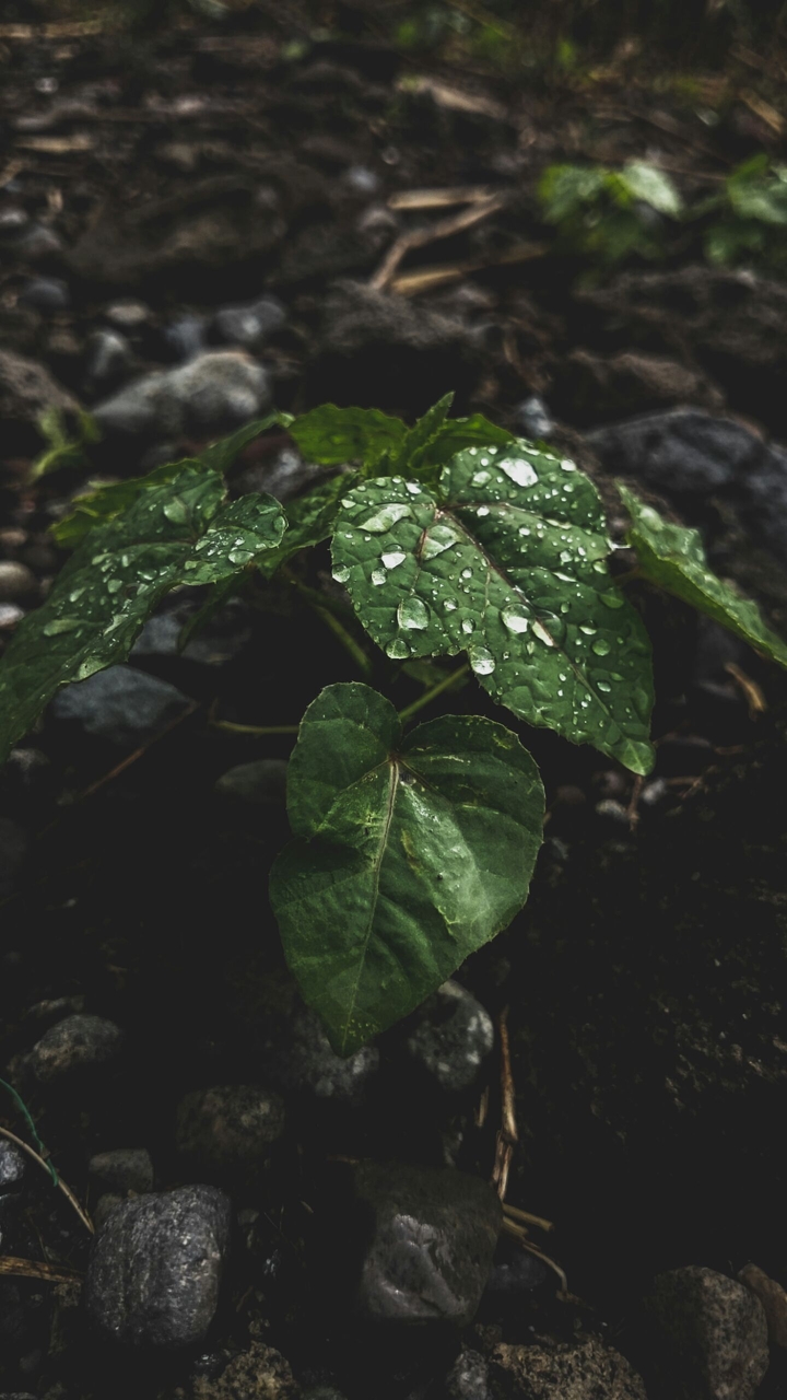 "Love after Rain"