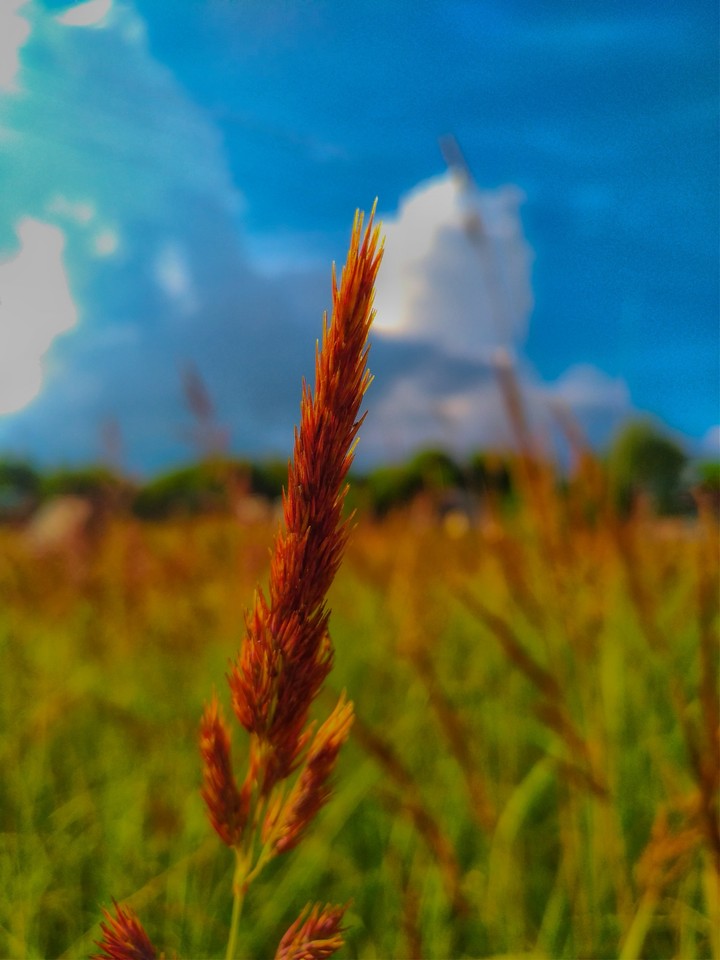 Spikelet