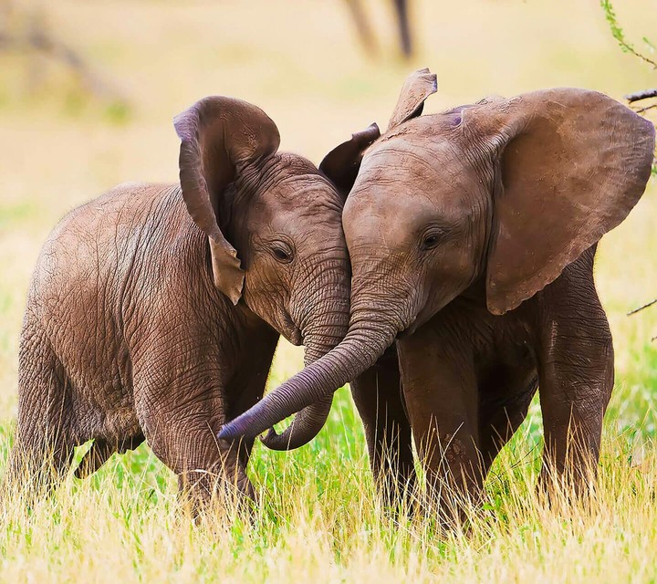 Elephant