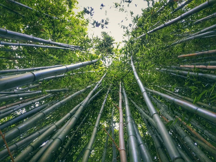 green bamboo