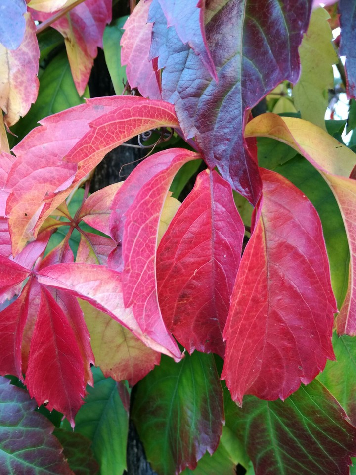 autumn