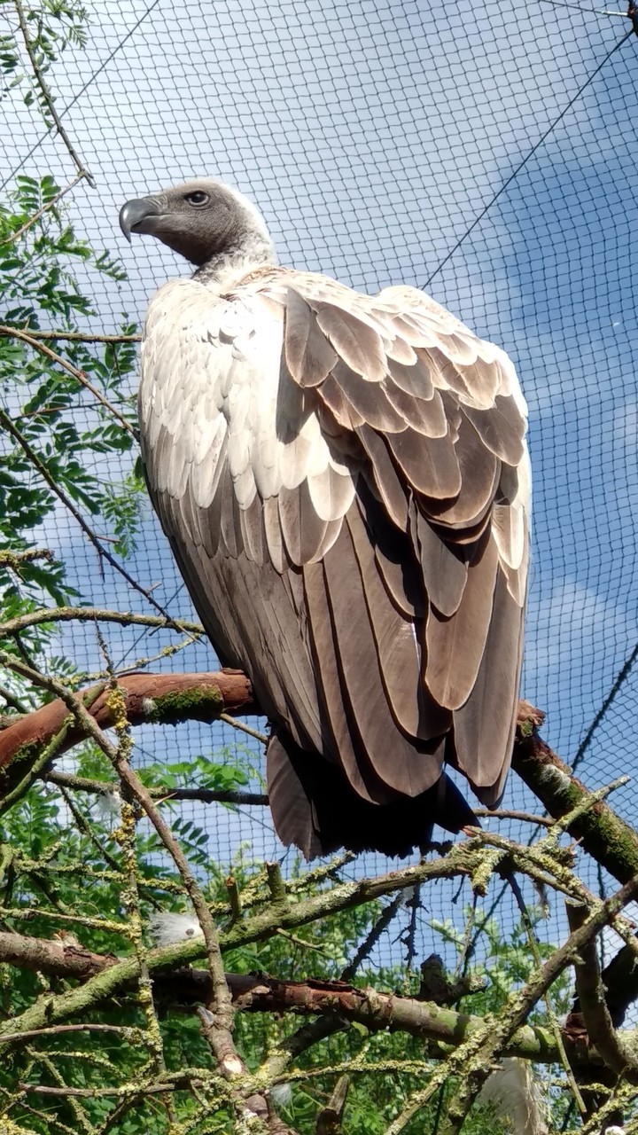 Pairi Daiza