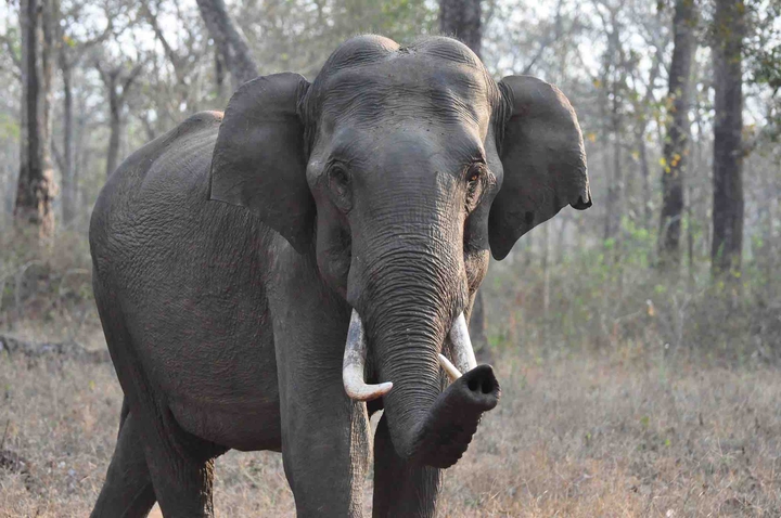 Elephant