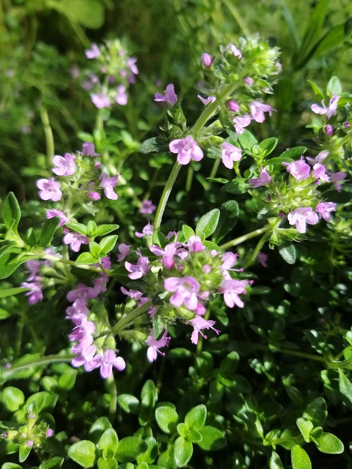чабрец...thyme