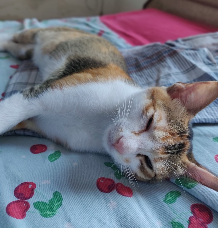 cat