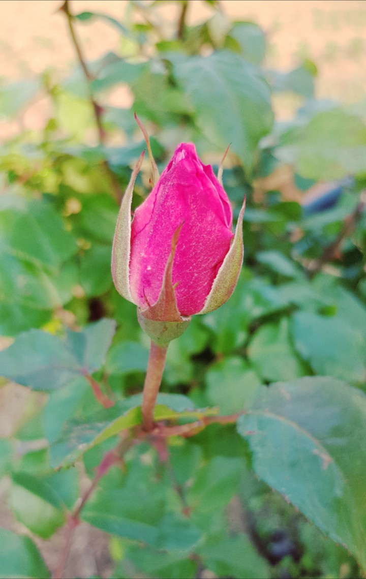 Rose blossom