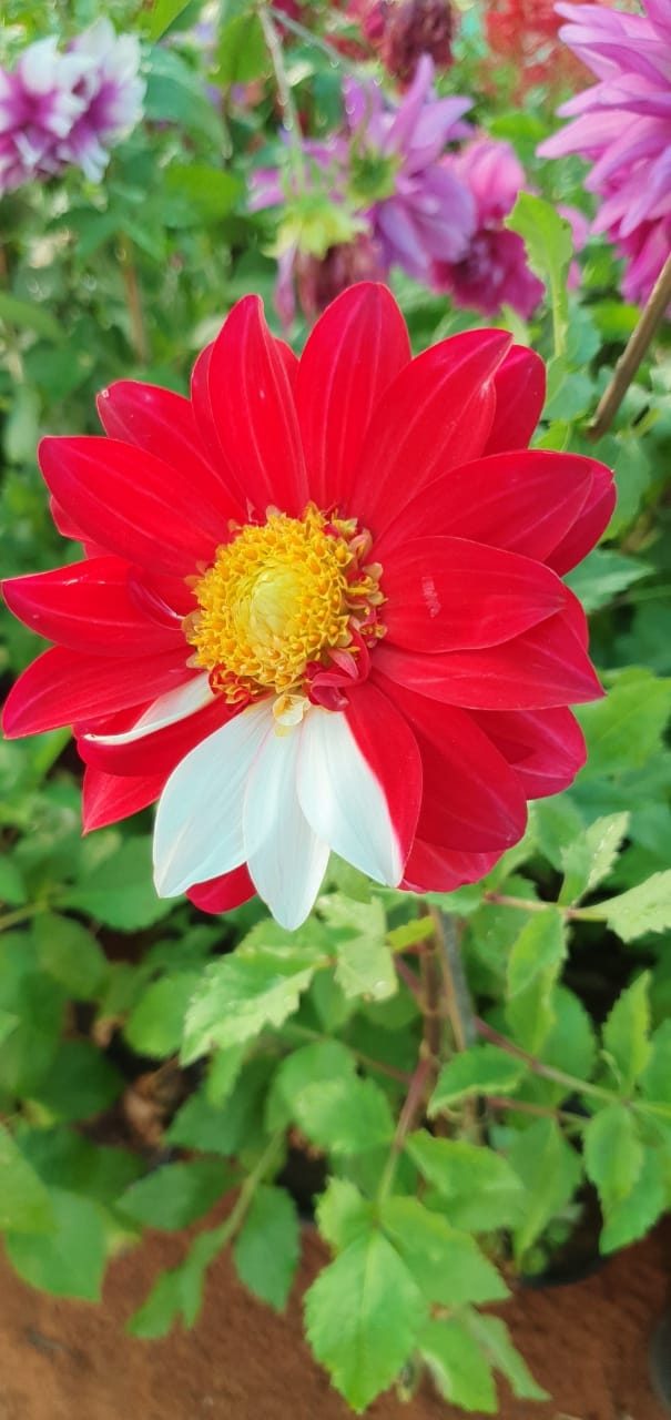 red n white