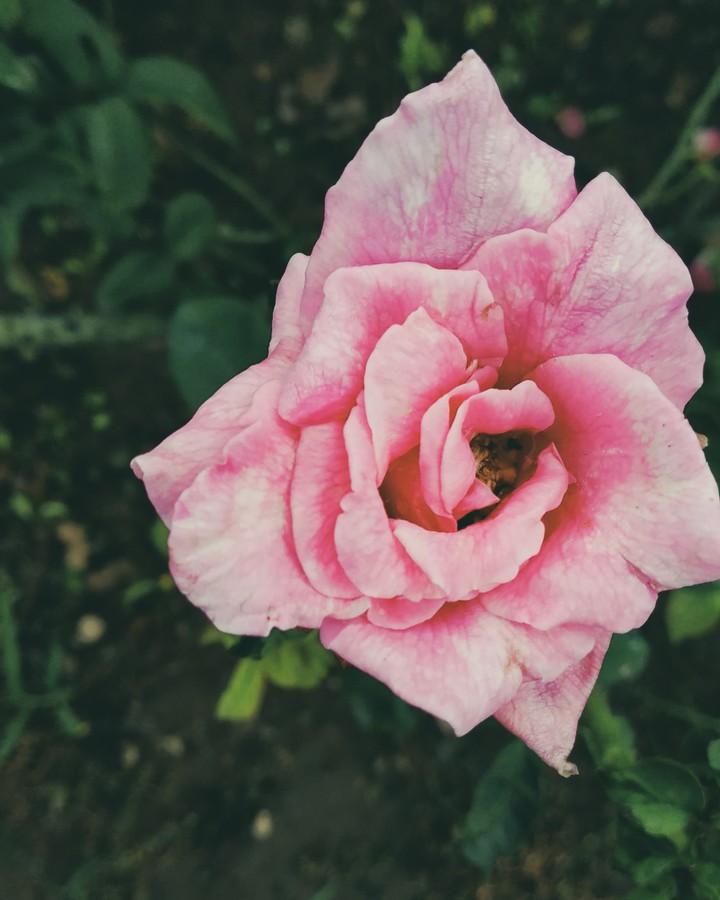 rose