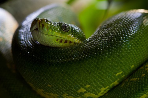 snake