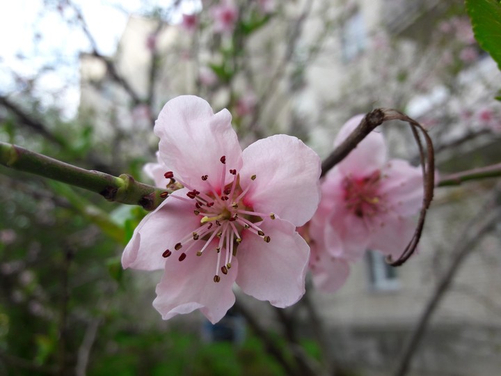 spring
