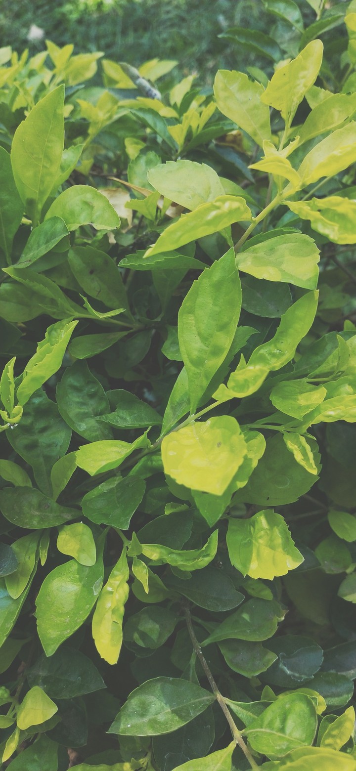 greenary