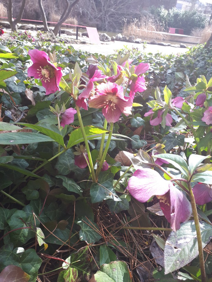 Flowergarden