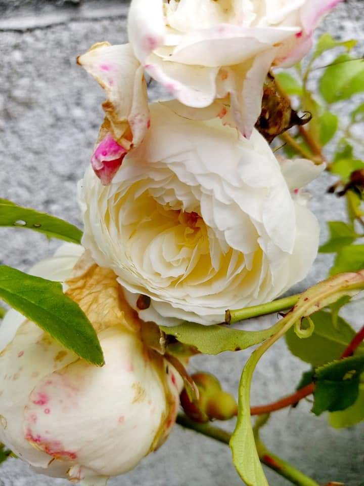 White Flower