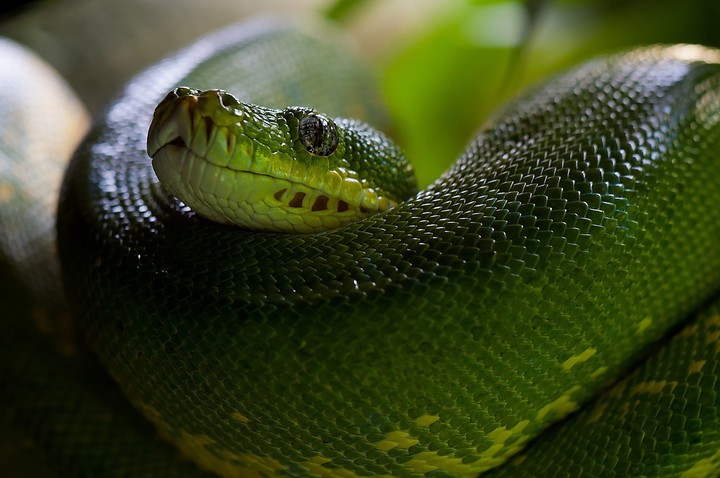 snake