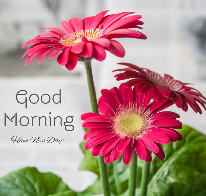 Good Morning