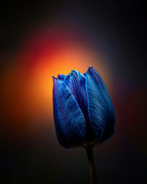 papéis de parede flora, tulips