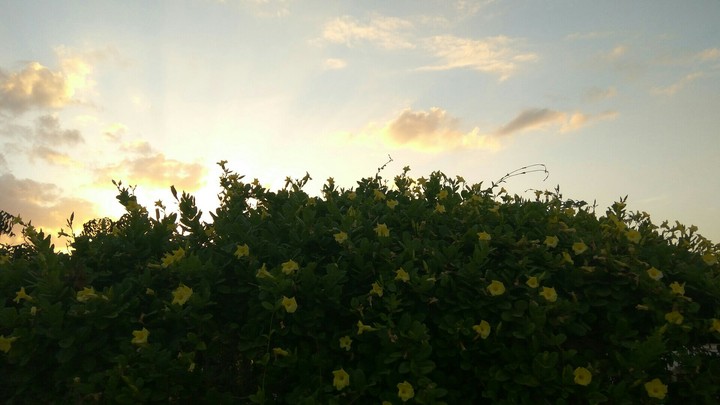 sunset