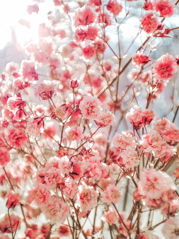 gypsophila