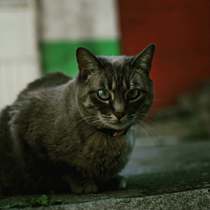 Gato