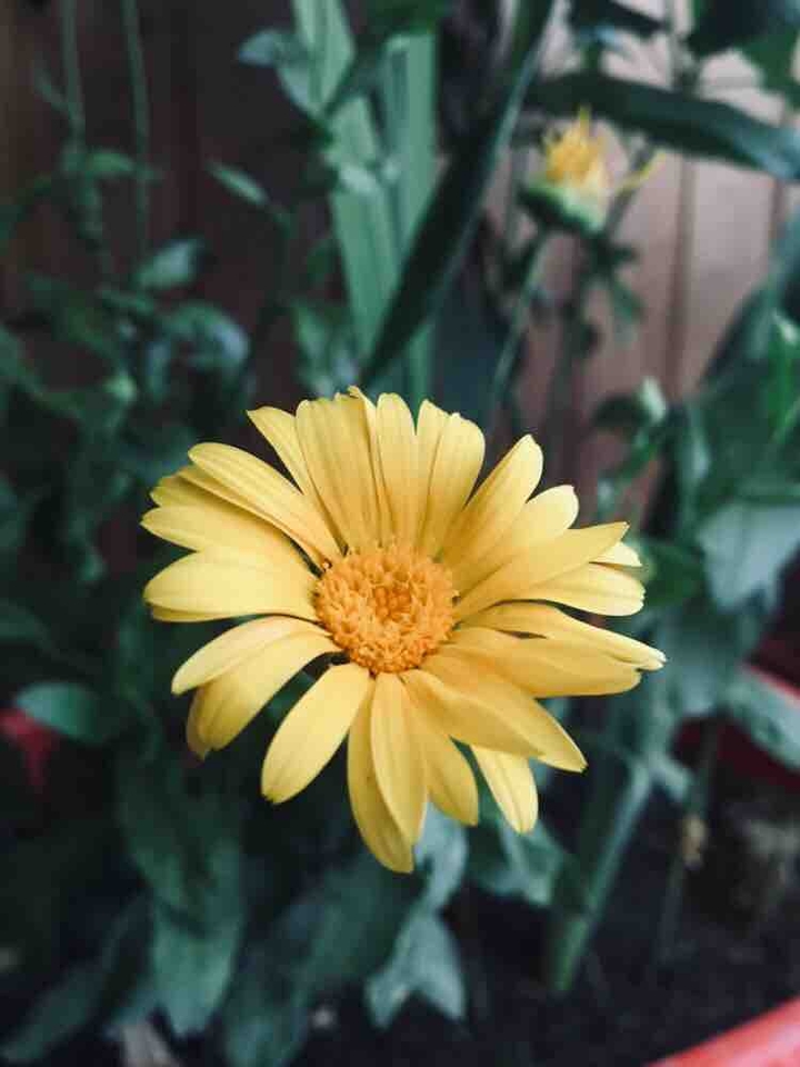 yellow flower