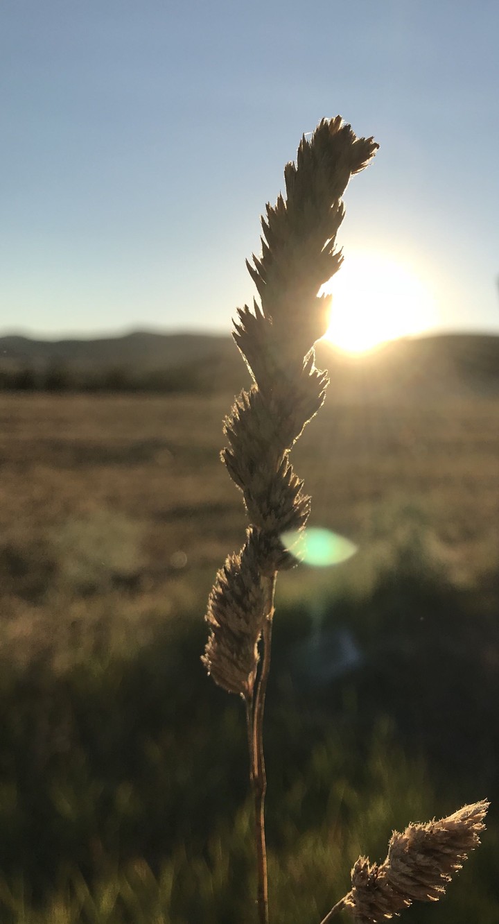 Sunshine of Sunset