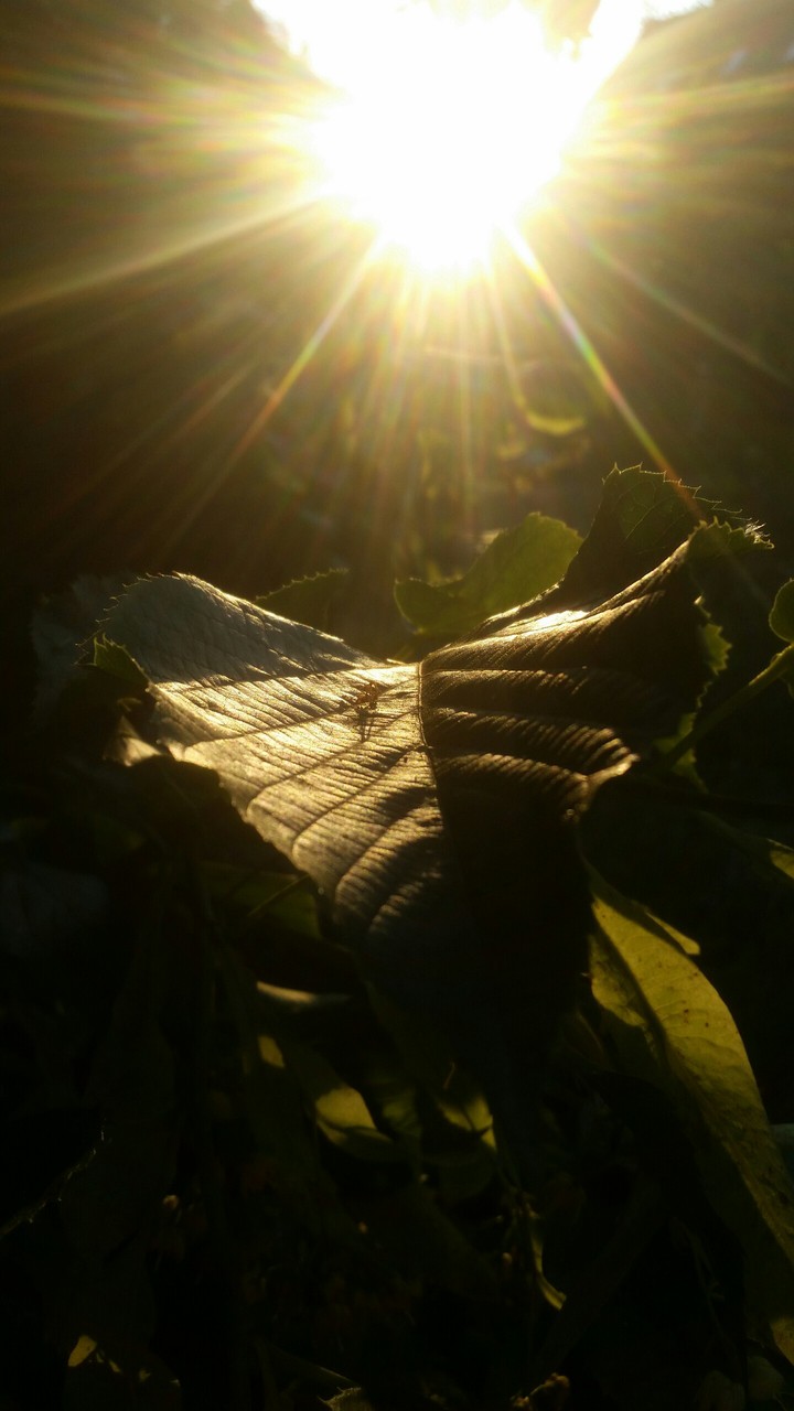 Nature