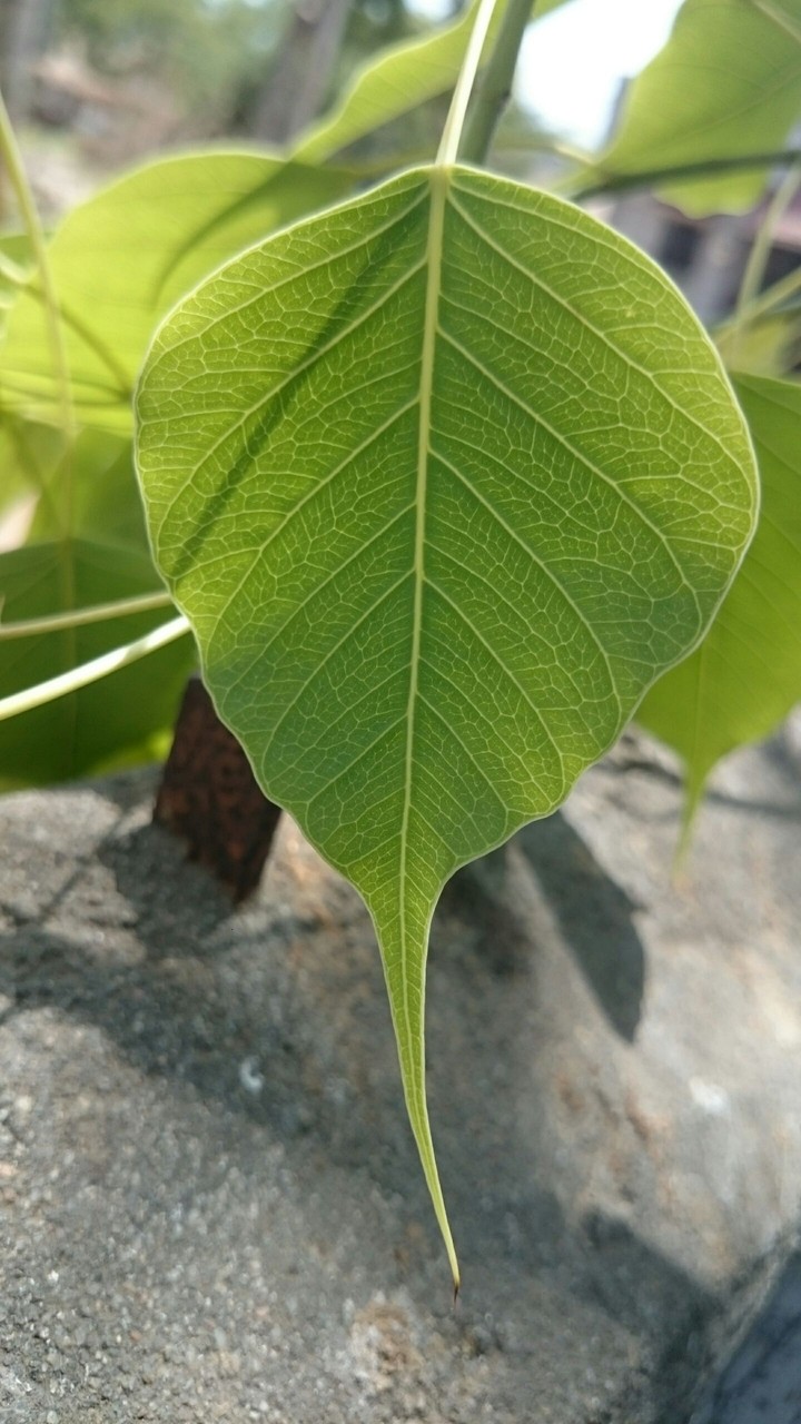 green leaf