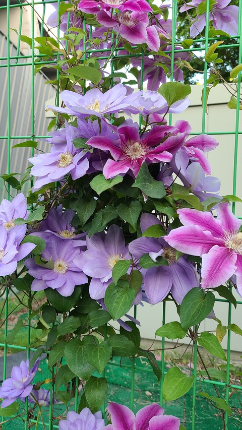 sfondi flower, Garden