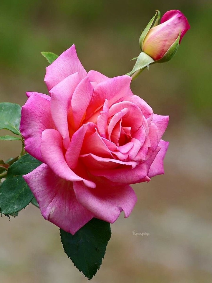 rose