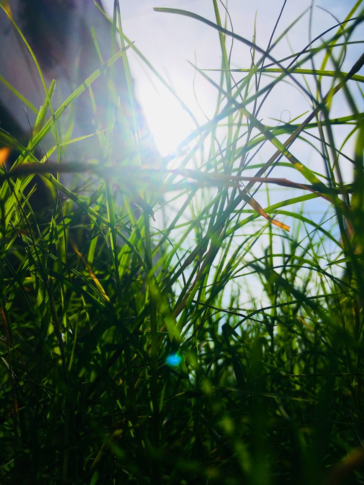 sunshine through grass