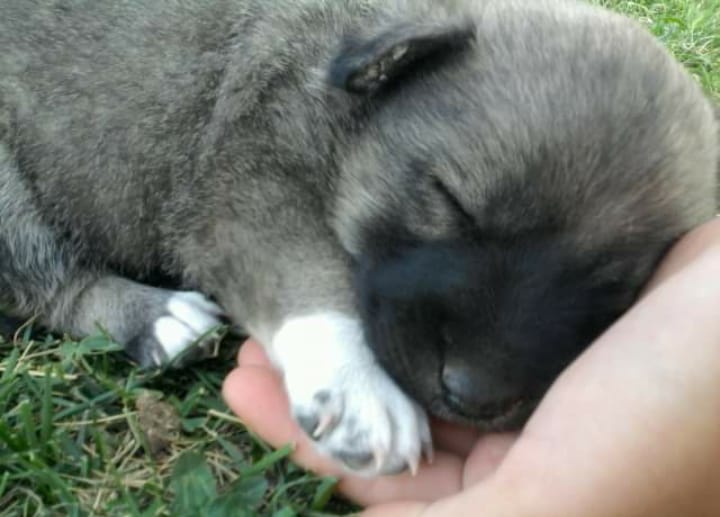 nasılda güzel uyuyor; )