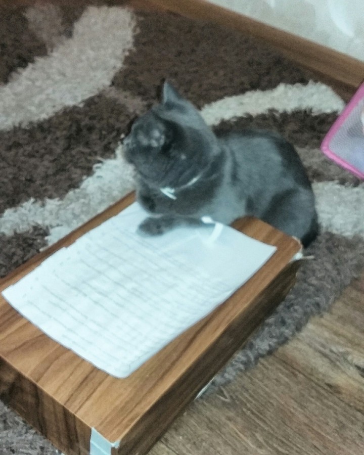 cat