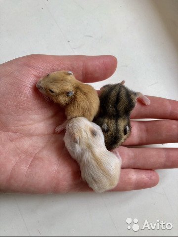 hamster