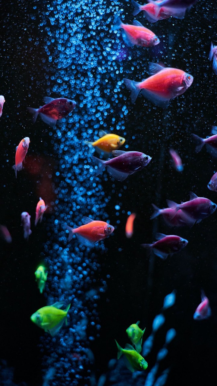 Fish