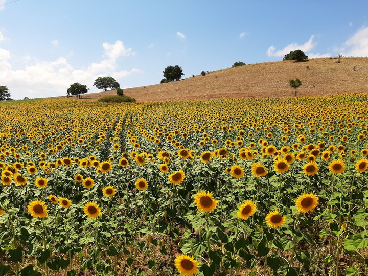 sunflowers
