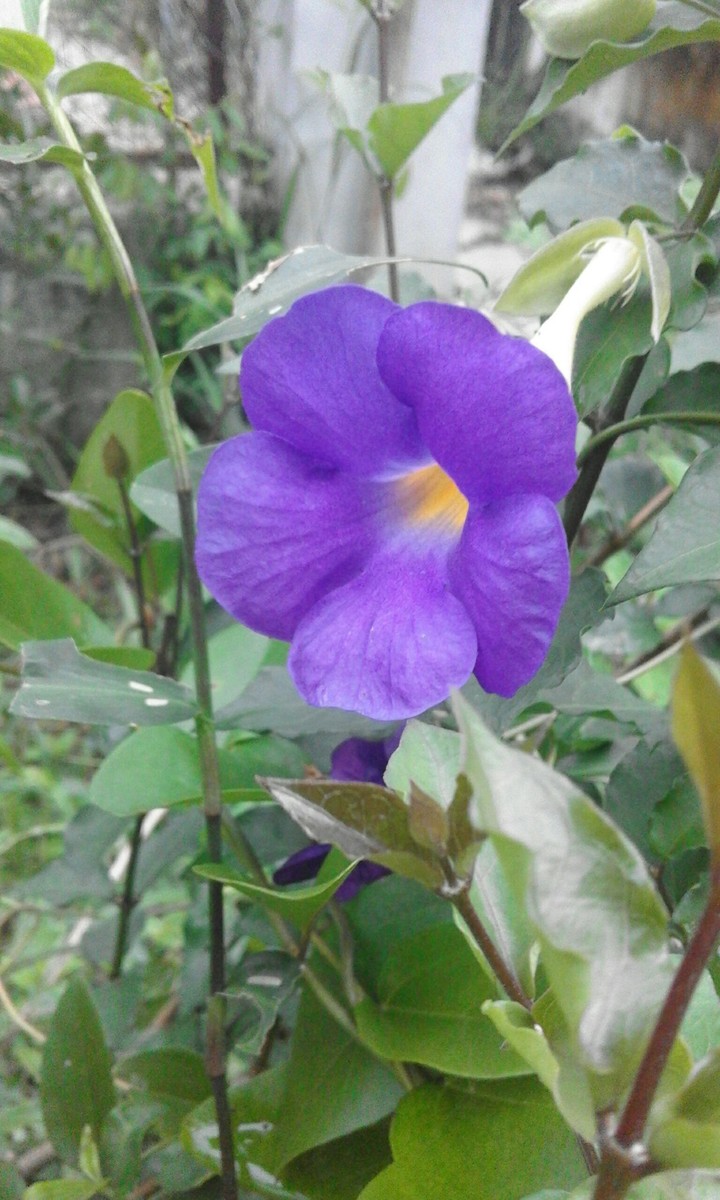 The Flower