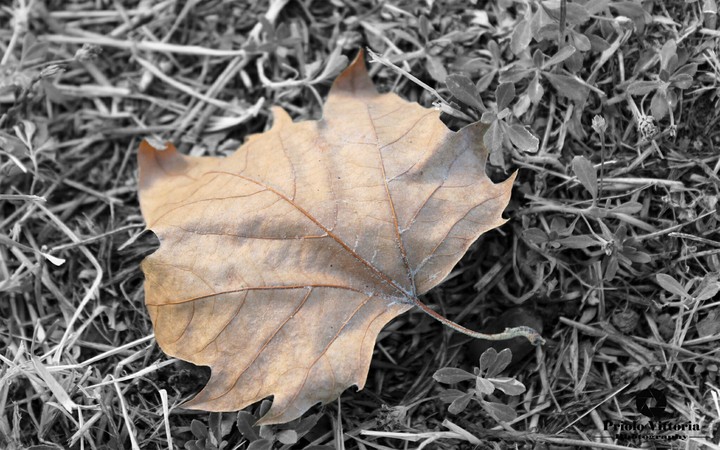 Autumn colorsplash
