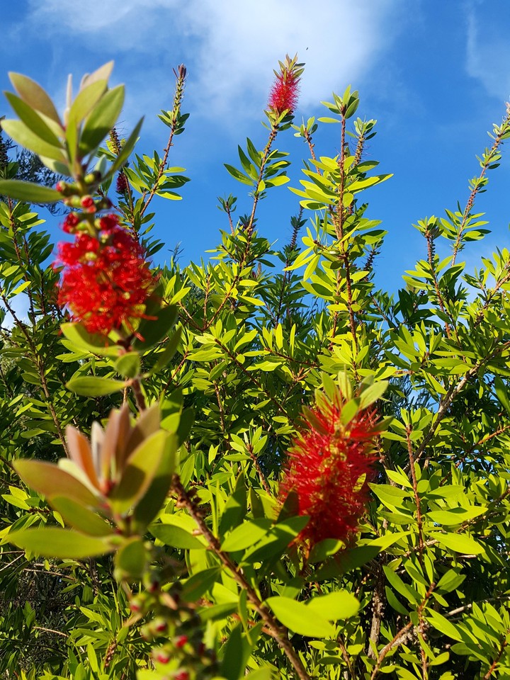 red, blue, gren, nature, love, summer, village