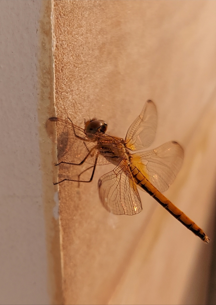 Basking in Sun