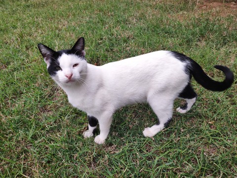 cat