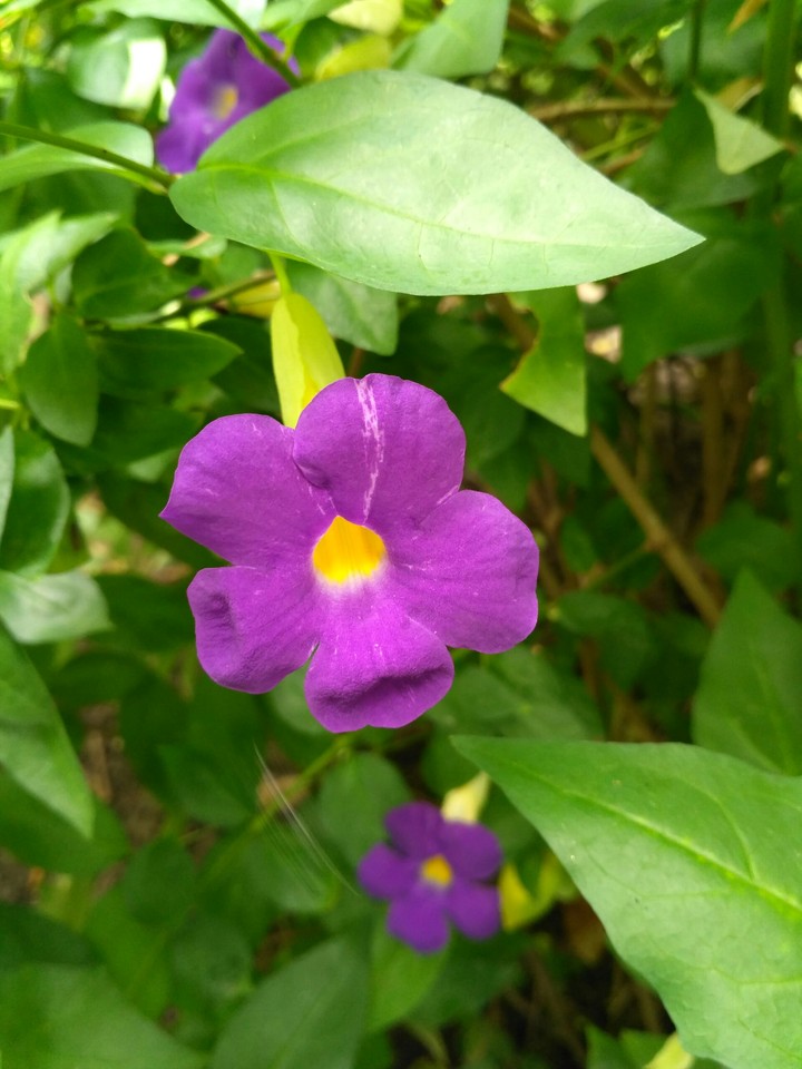 Lovable Flower