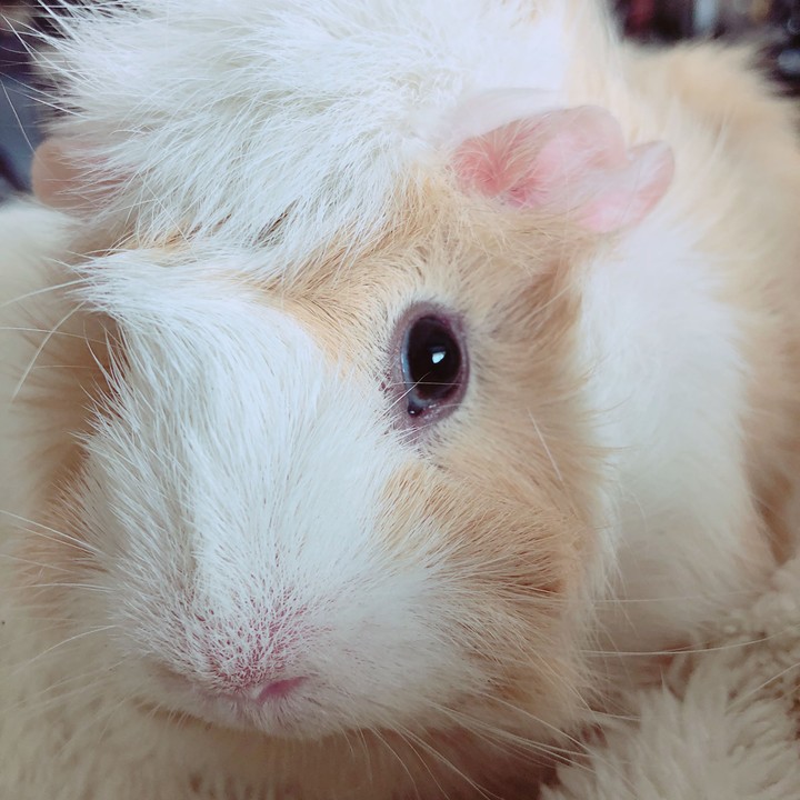 Guinea pig