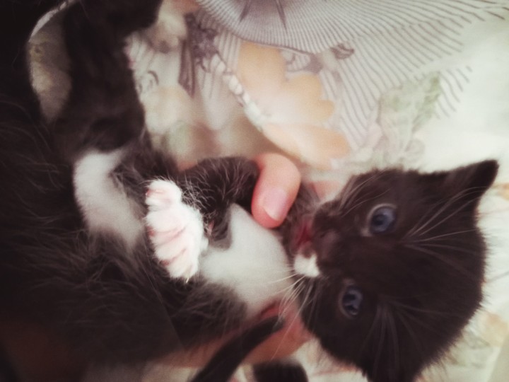 kitty