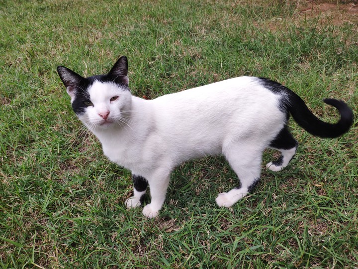 cat