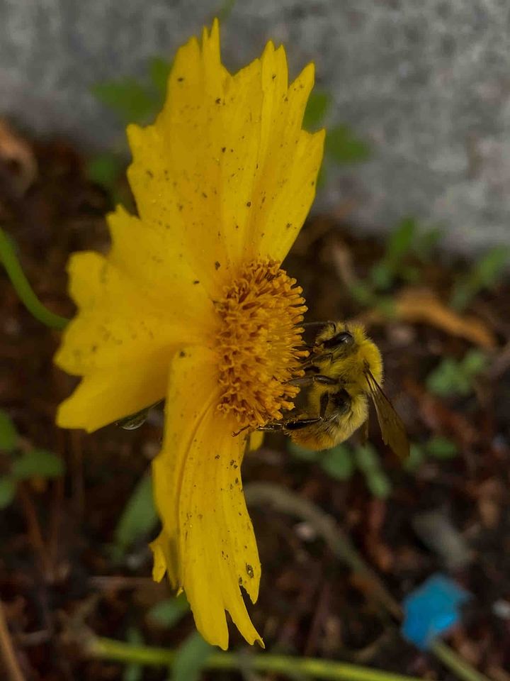natural sunflower