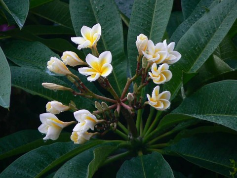 Frangipani