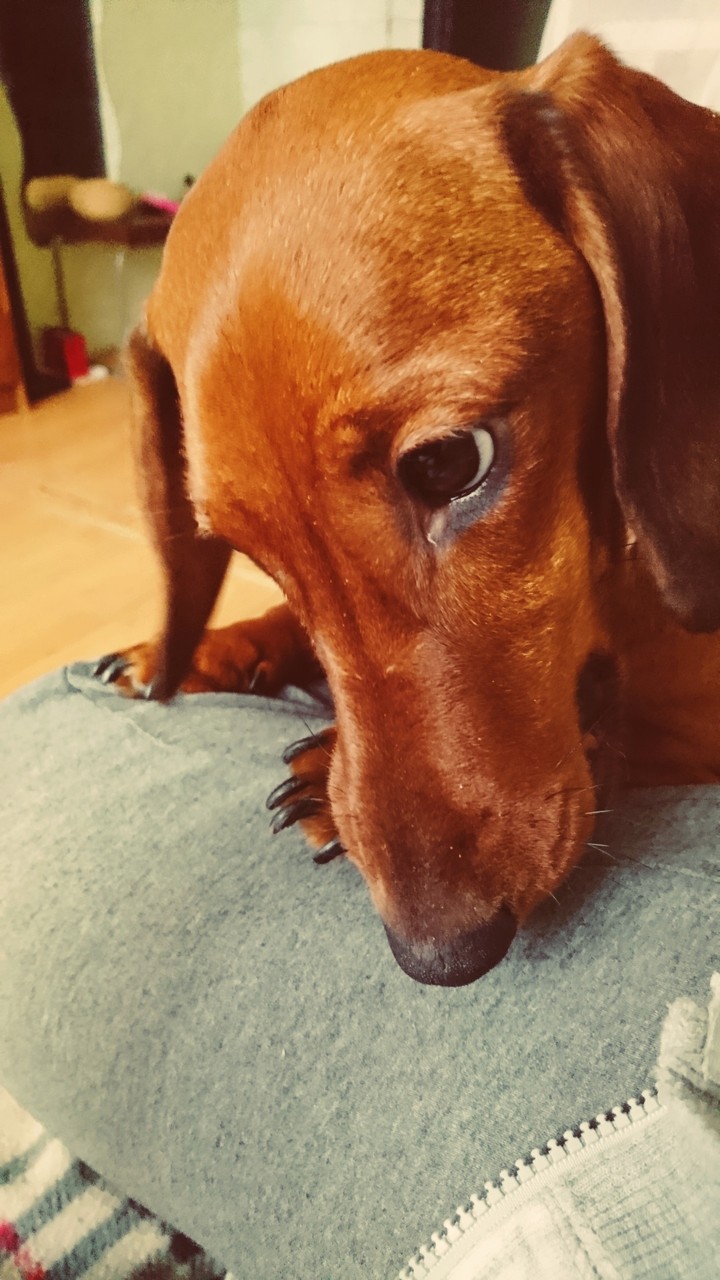 Dafna. dog.